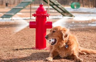 Dog Park Misting Fire Hydrant