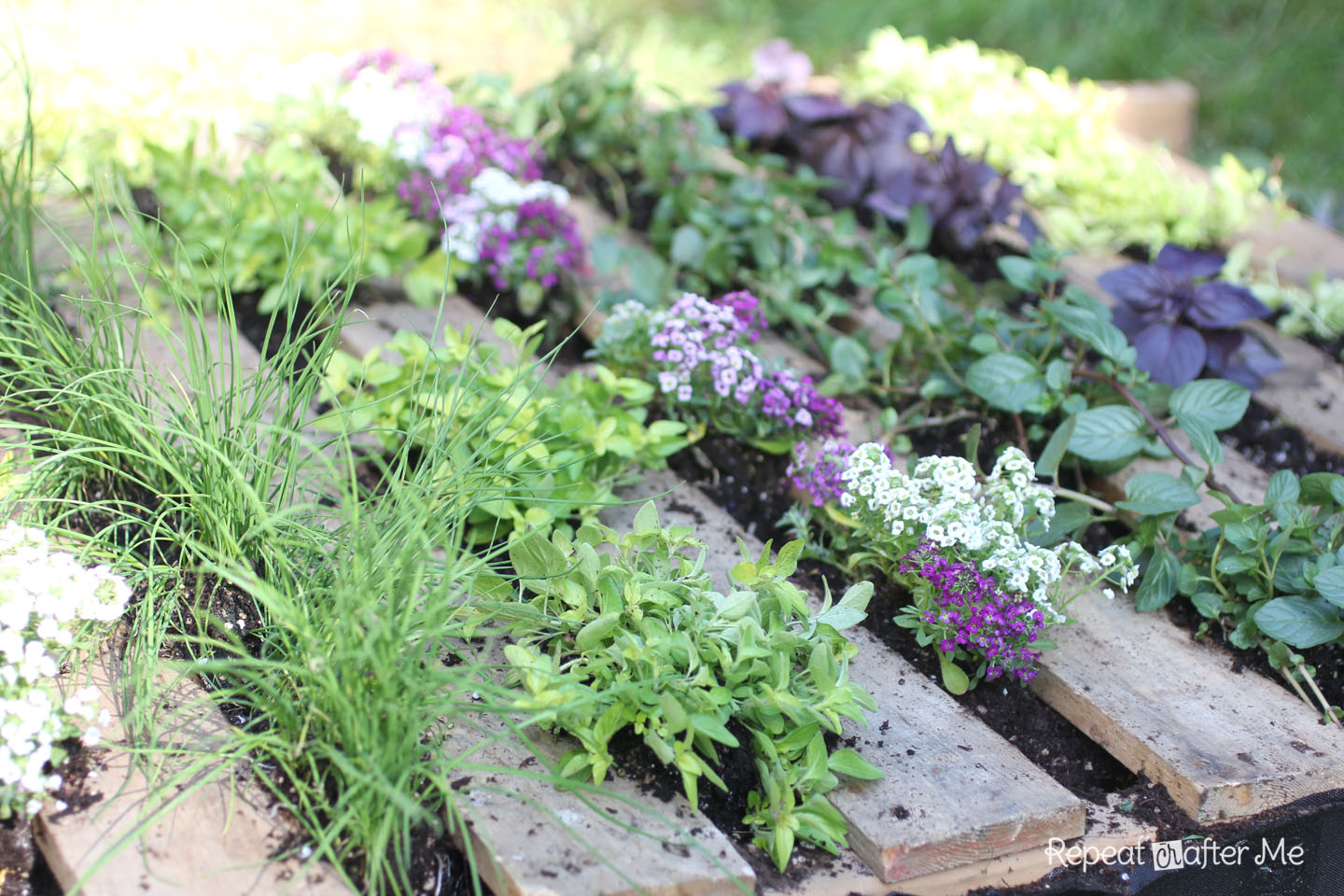 Herb Garden 2014 Spring News