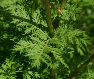 Artemisia, Herb of the Year 2014