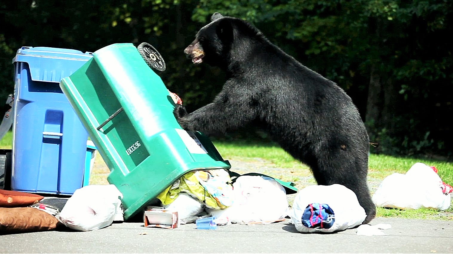 Bear-Resistant Waste Management Is Important