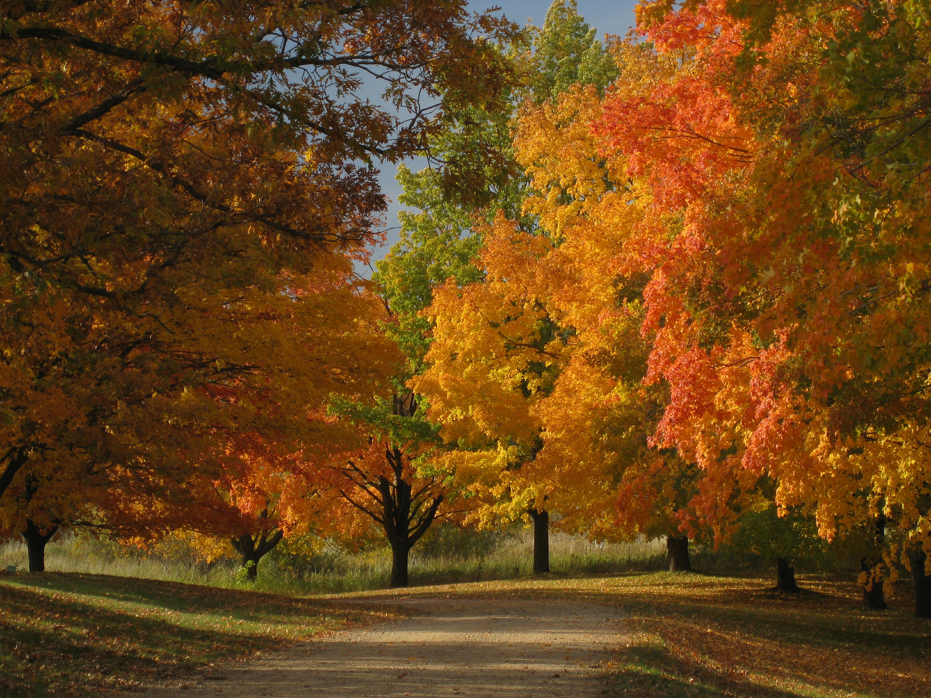 The fall colors of North Oaks, MN